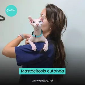 Gato Sphynx con mastocitosis cutánea en brazos de veterinaria